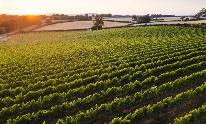 Vineyard from drone footage